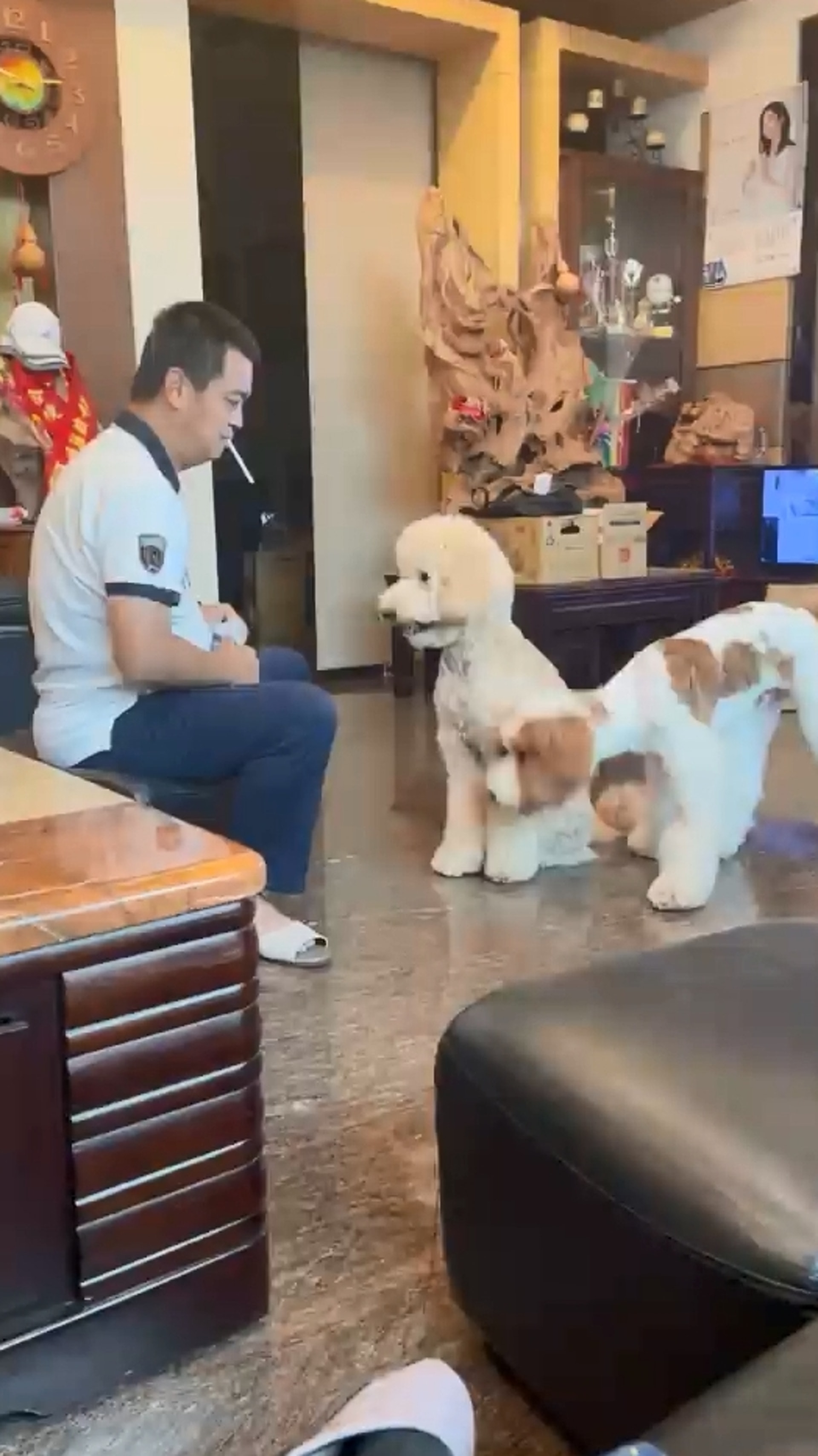 巨型贵宾犬发狂,巨型贵宾犬在家乱叫