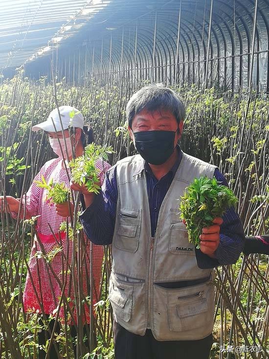 农业种植致富项目种香椿,农村芽苗菜致富项目