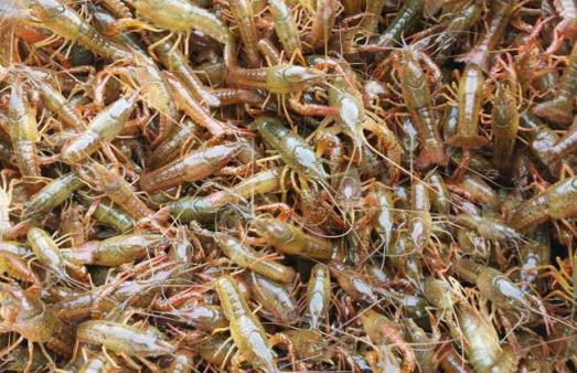 老虾田怎么养效益高,龙虾放苗怎么操作