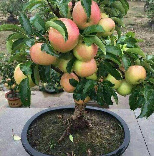 既能观花又观果的花卉盆栽,可在室内养的观果盆栽有哪些