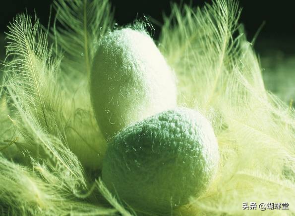 蝴蝶堂内衣面料配方,蝴蝶堂内衣