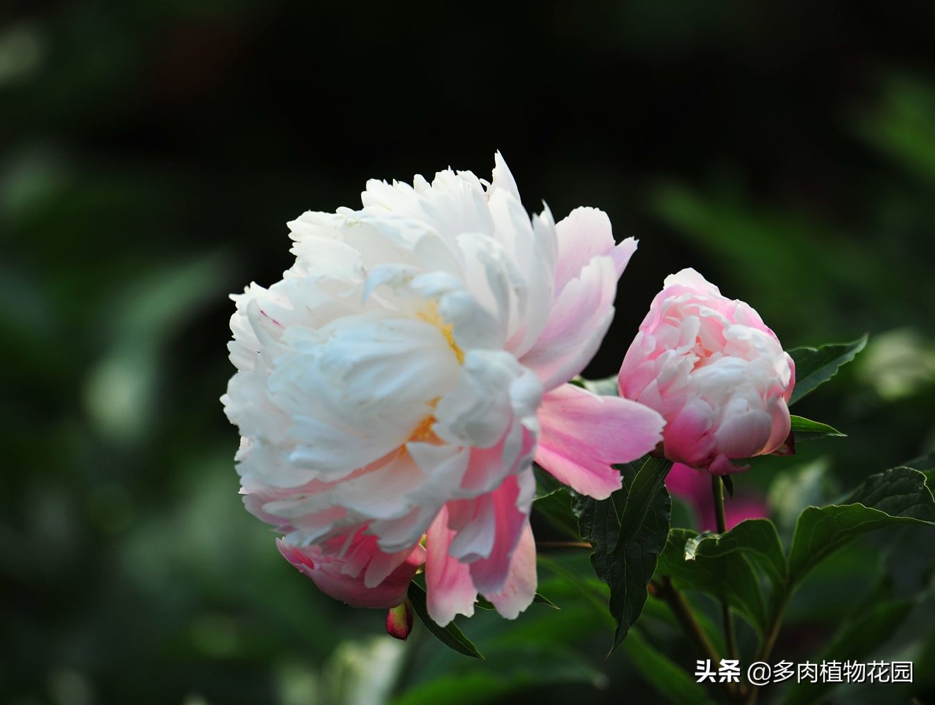 牡丹和芍药花开花期怕冻吗,芍药如何养才能开花