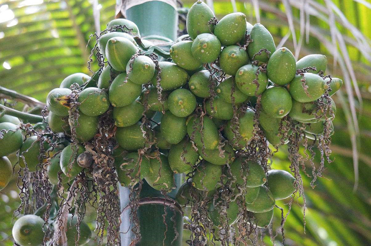 槟榔属于软性毒品吗,槟榔的危机有多大