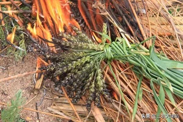 没这样吃过小麦,还好意思说你是农村人?烤麦,满满的回忆!