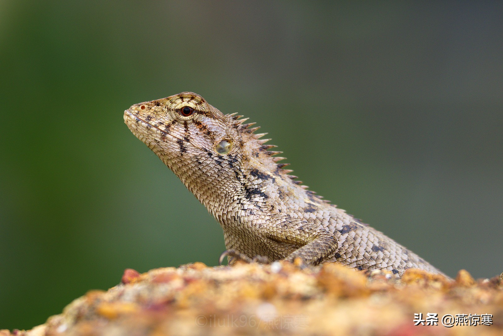 说说你用的相机,理光镜头和宾得通用吗