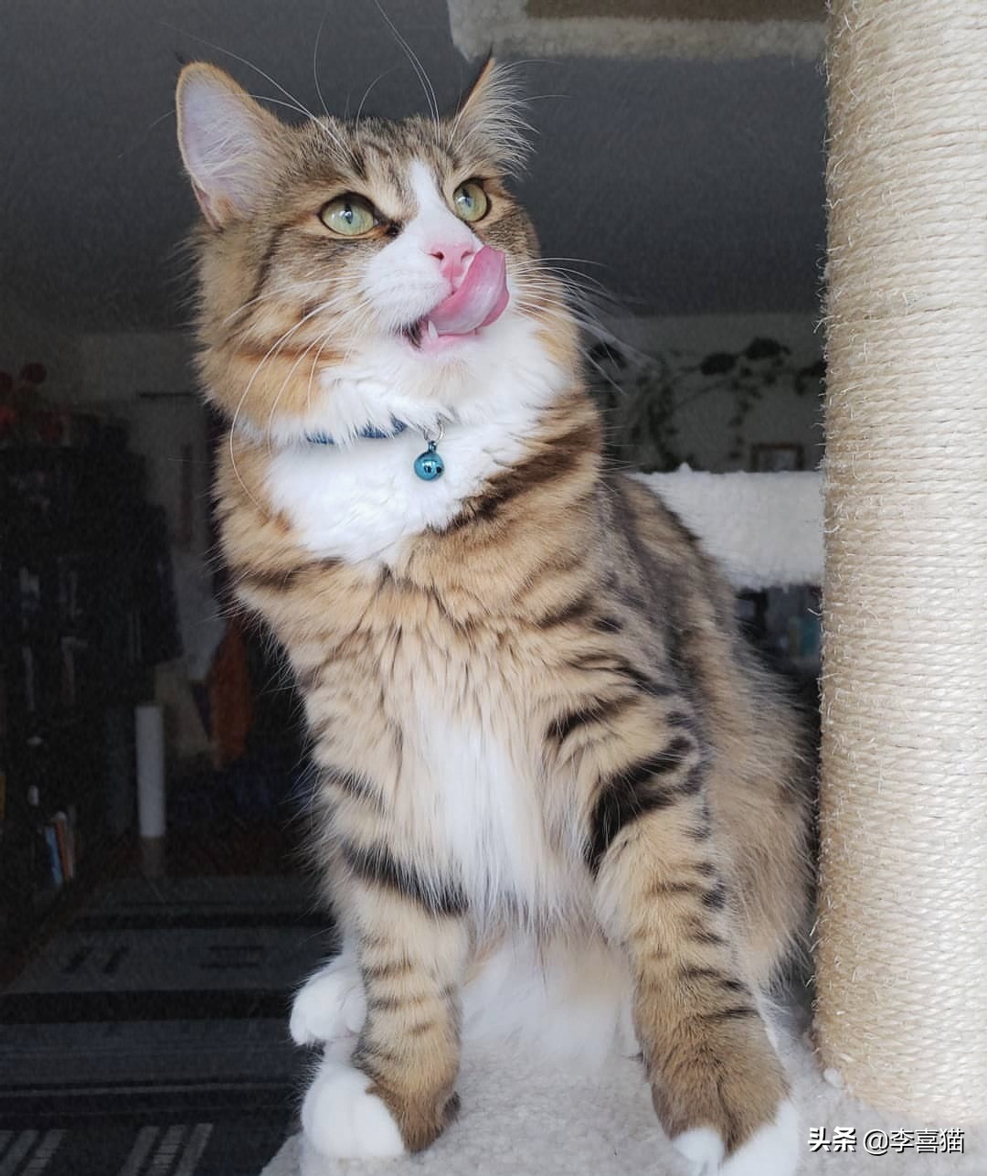 铲屎官你了解这些猫咪的冷知识吗,猫咪的舌头上为什么有刺有危害吗