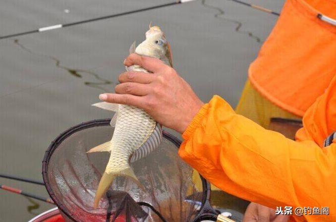 200元以内最好的鱼竿,200块钱能买到什么鱼竿