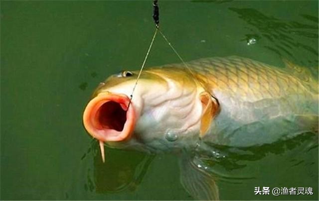 钓黑坑鱼不开口怎么办,黑坑鱼不开口钓不到怎么解决