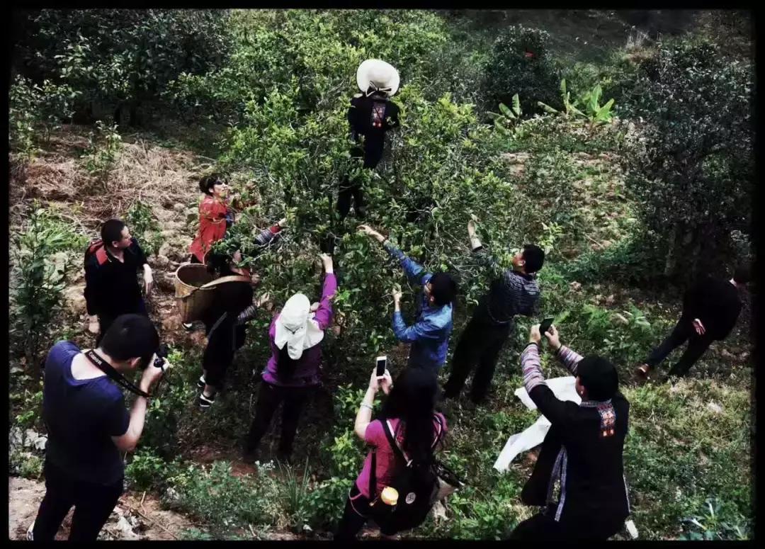 勐库茶区普洱茶,茶话普洱