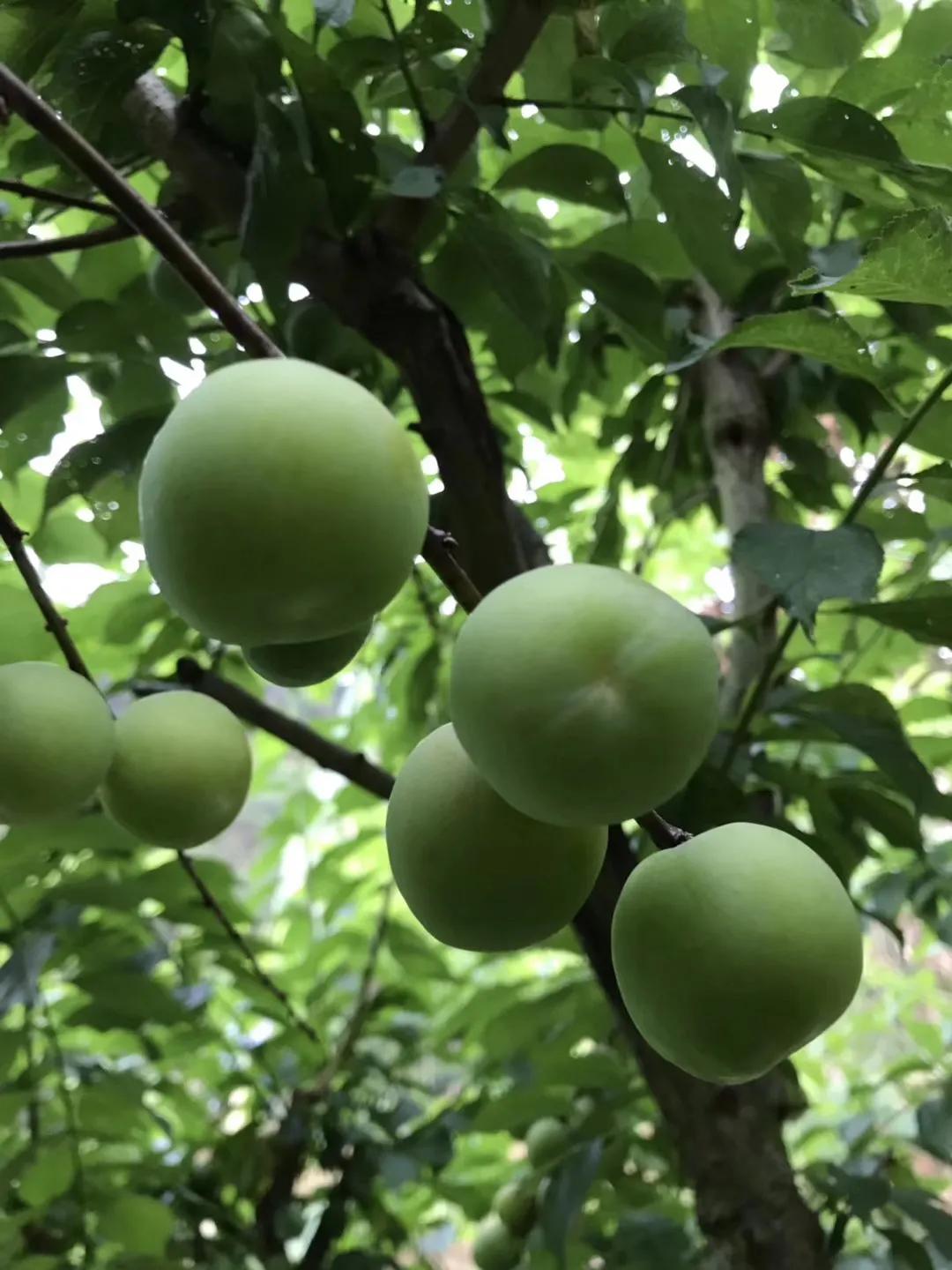 三华李南华李的区别,银妃三华李是早熟好还是迟熟好吃