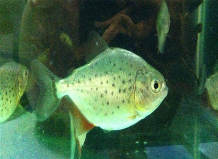 白鲳养殖技术要求标准最新,白鲳养殖技术