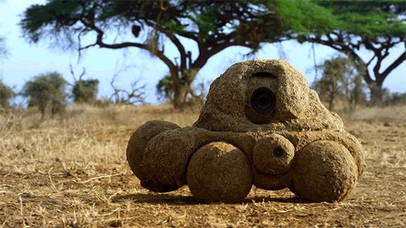 bbc纪录片揭露残忍人类对待动物,bbc动物纪录片造假事件