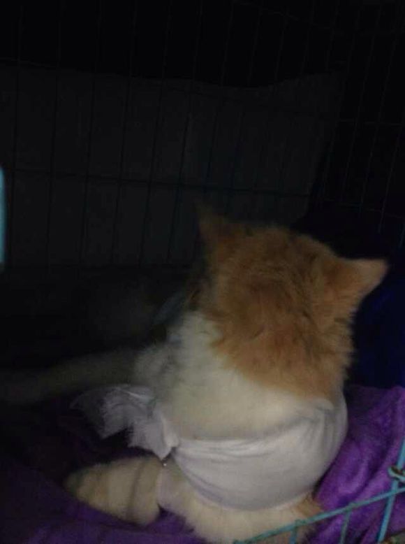 猫癣经历,猫癣的形成原因与治疗方法