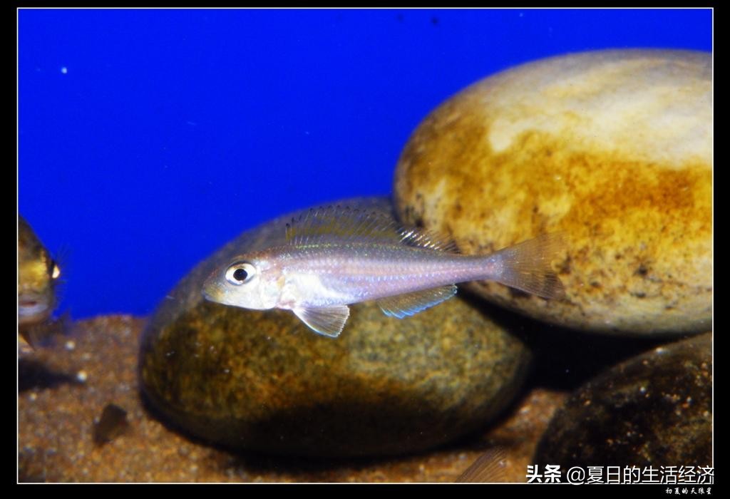 回忆三湖,三湖慈鲷纪念