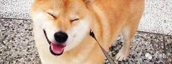 盘点狗狗被吓了一大跳,盘点被吓坏的狗狗