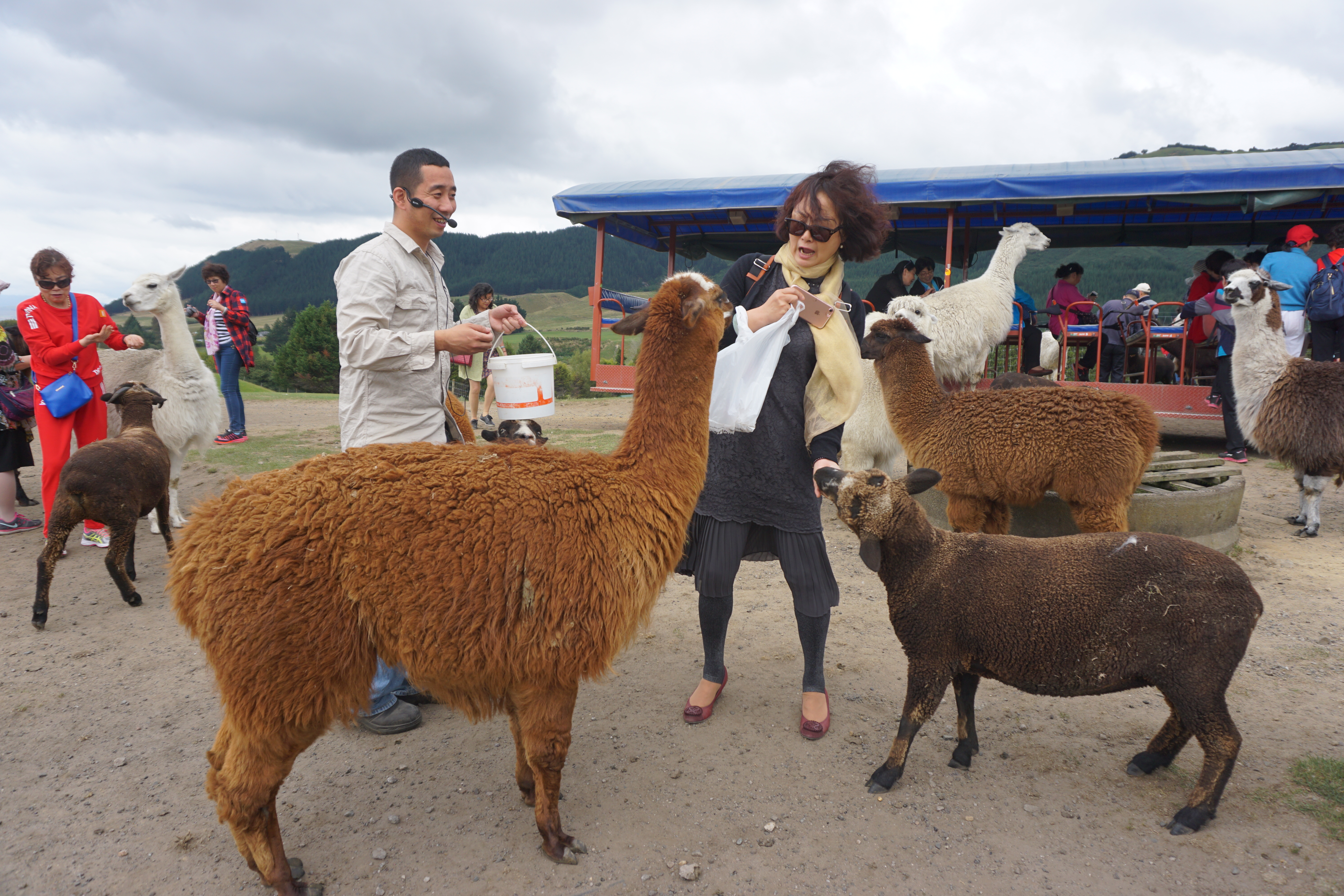 新西兰天然农场,成都新西兰牧场