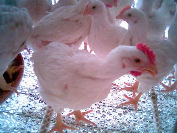 817肉鸡最佳养殖时间,花30分钟看新闻