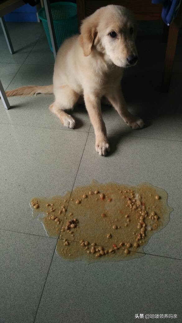 狗狗出现呕吐是什么原因造成的呢,狗狗呕吐的这4个原因
