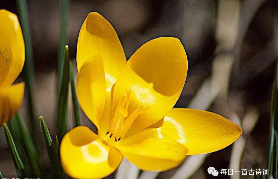 黄莉然飞花令,飞花令第6期完整版