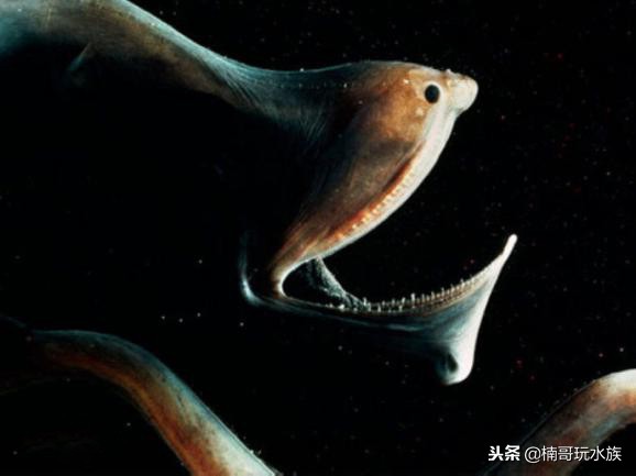 至今还未灭绝的远古深海怪物,六大最可怕的深海怪物