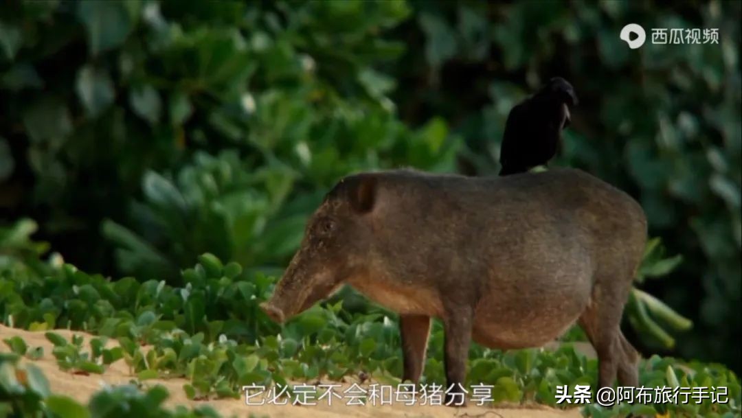 豆瓣9.1分看哭百万人,豆瓣评分9.0却很少有人看懂