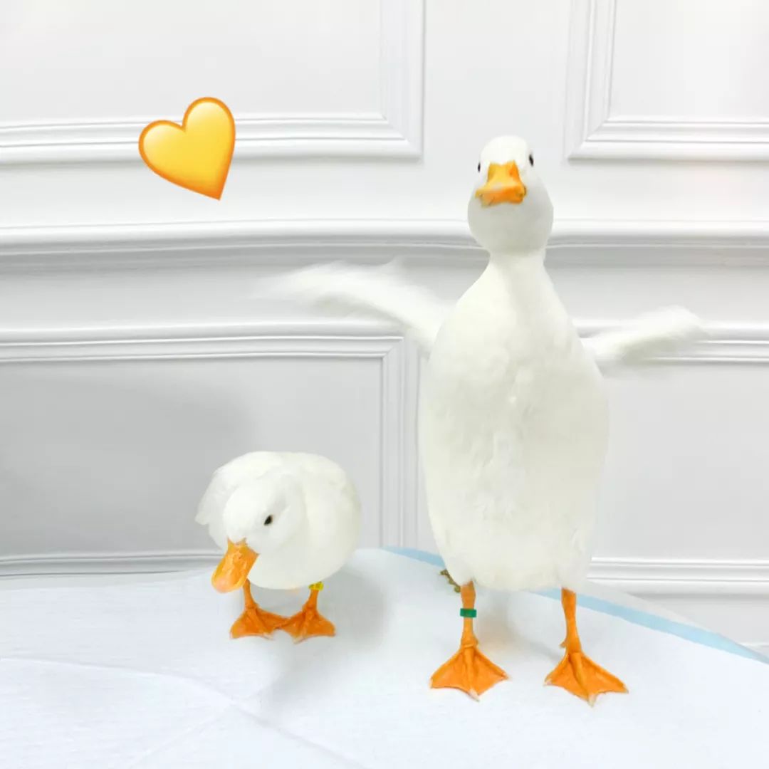 深圳10家顶级餐厅,深圳10大必吃的餐厅