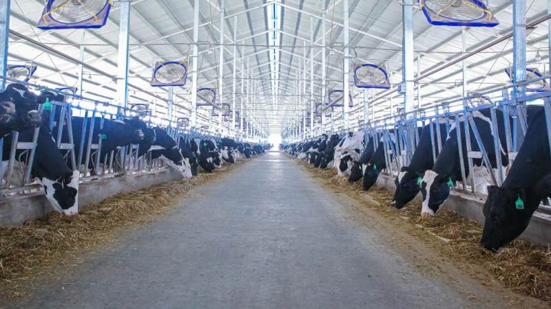 能不能让国人喝上真正的放心奶,让国人放心喝上优质羊奶