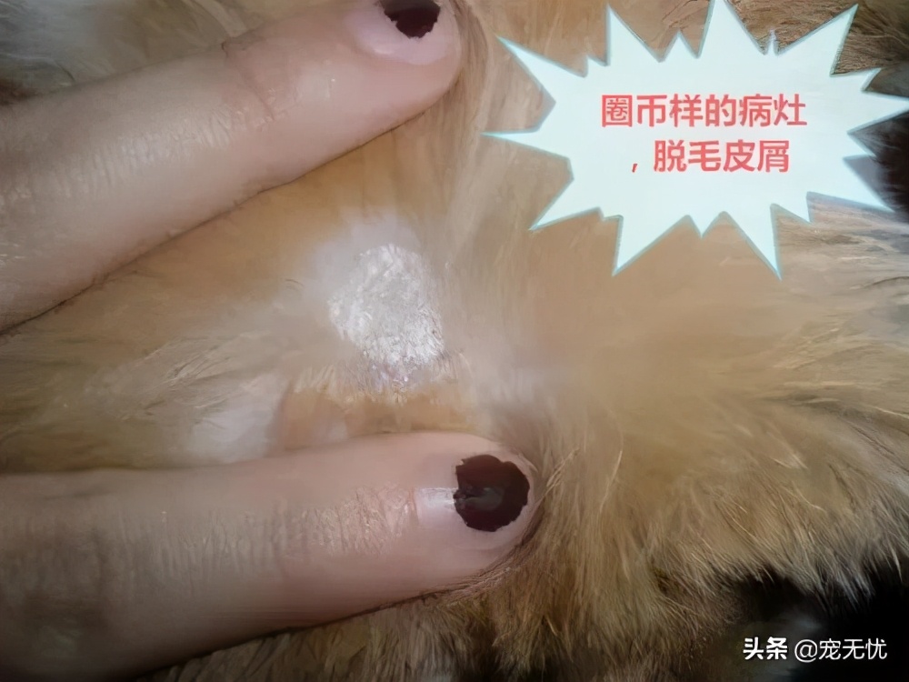 猫咪感染癣,猫咪感染猫癣怎么办