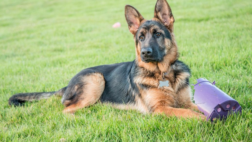 养马犬比养德牧更好，这几个原因，你无法反驳