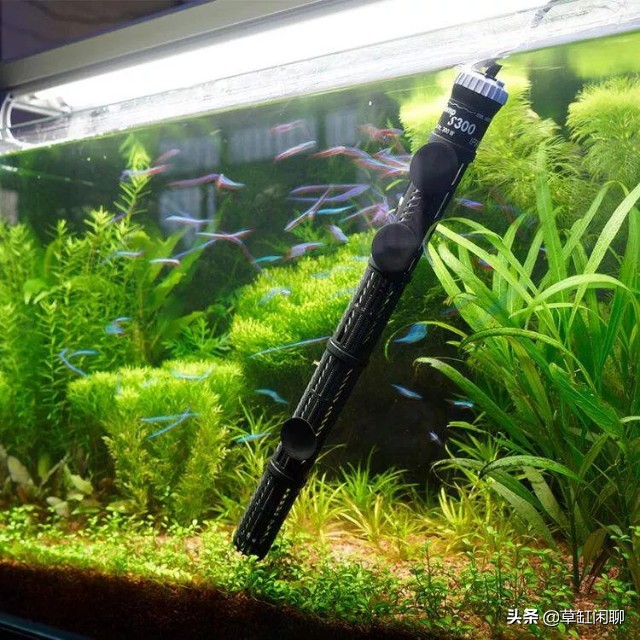 新手草缸造景之水草造景后的日常管理和维护