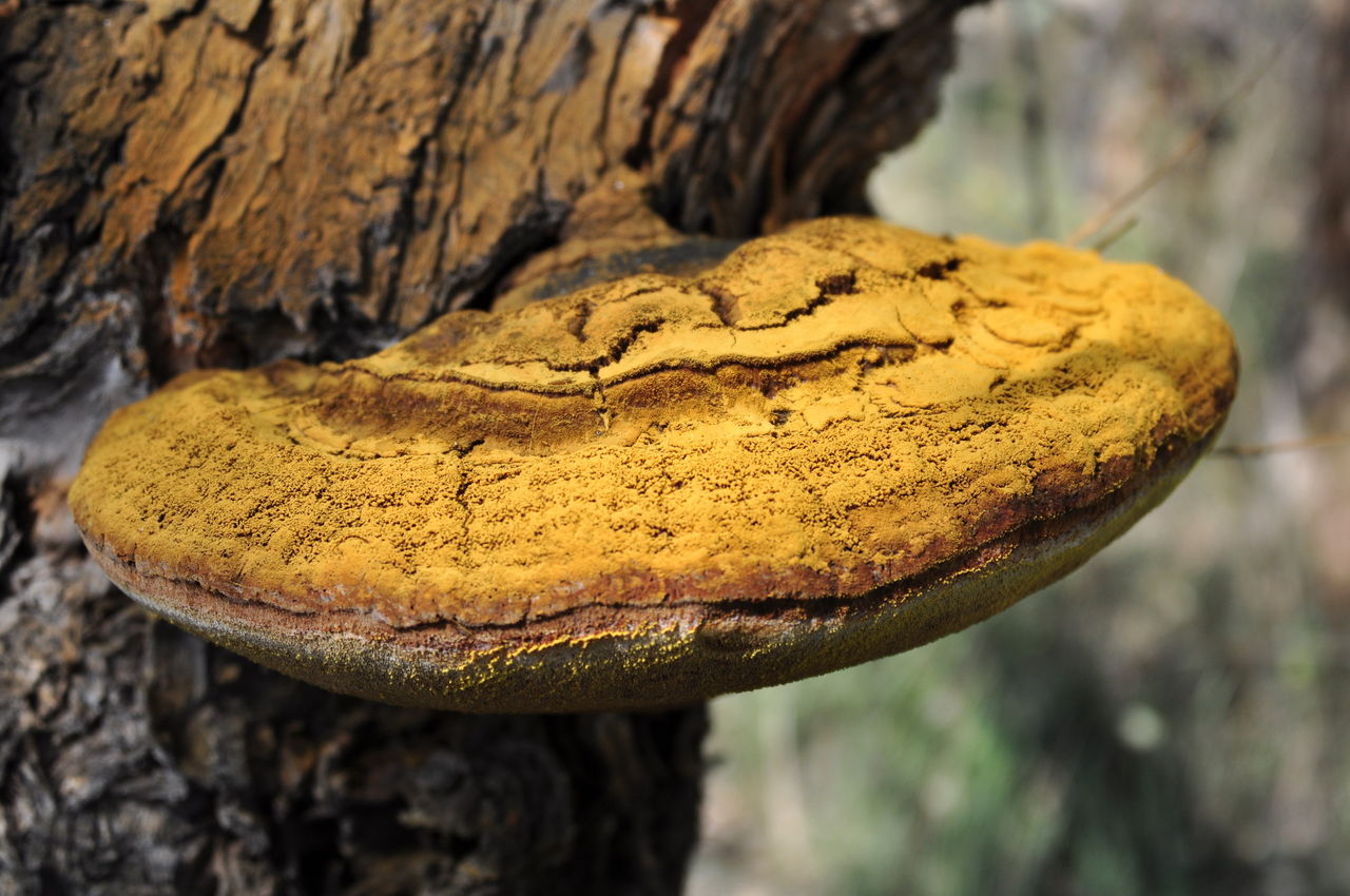 好稀奇！成都春熙路树上长灵芝成都的生态环境，到底有多好？