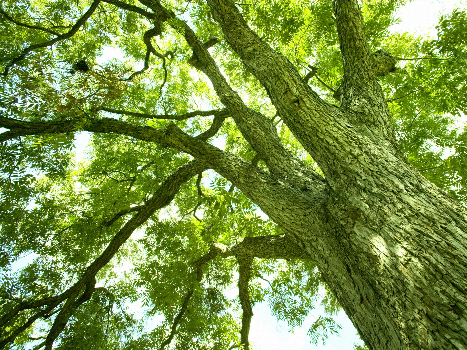 日本的福利那么高为何低生育率,日本的福利真的好吗
