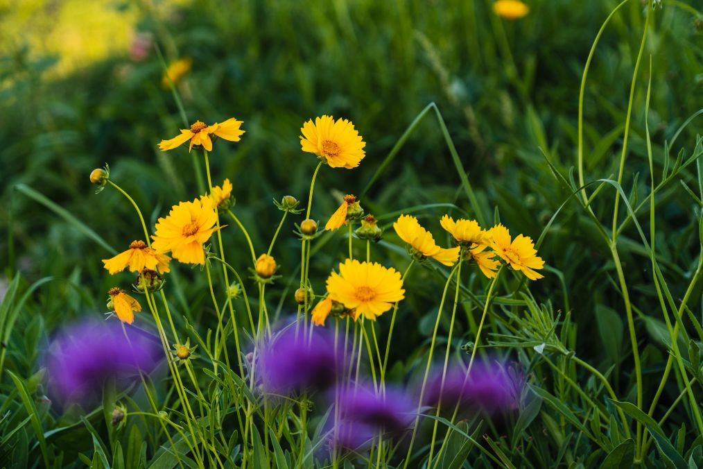 她是滔滔千里黄河的宠儿,阴山之下、河套之上的掌上明珠