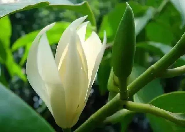 身边常见花卉识别,身边常见的树有哪些