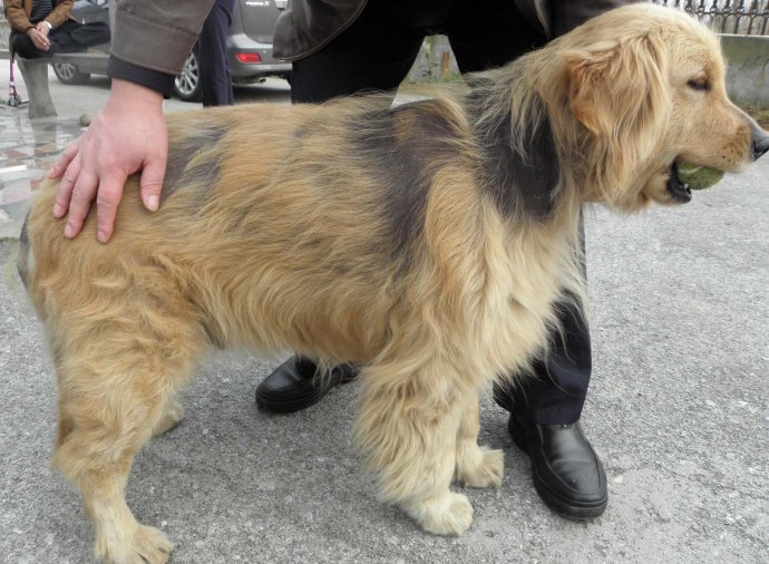 狗狗挑食怎么给狗狗喂得胖胖的,狗狗吃得少不胖怎么办