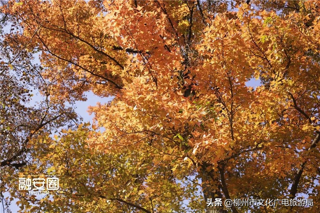 融安风景最好看的地方,融安十大游玩景点