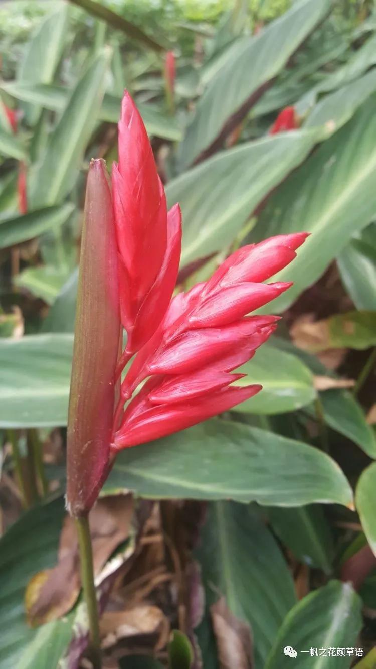 紫背竹芋卧花竹芋,紫背竹芋图片和名称