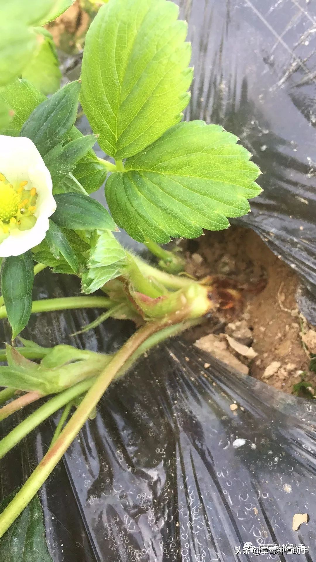 草莓铺地膜前多久不要浇水,草莓铺膜前注意什么