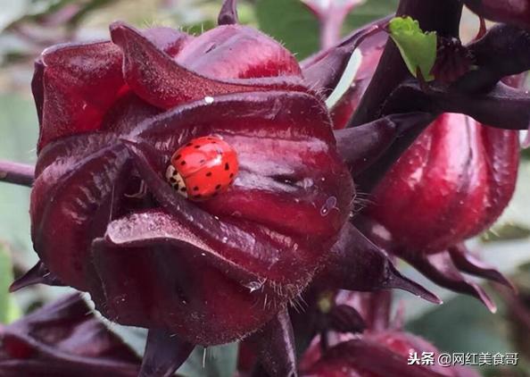 天下美食无奇不有大家有没有吃过,天下美食无奇不有