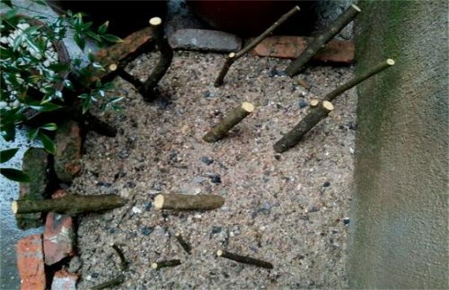 花石榴树的繁殖方法,石榴树压条繁殖时间