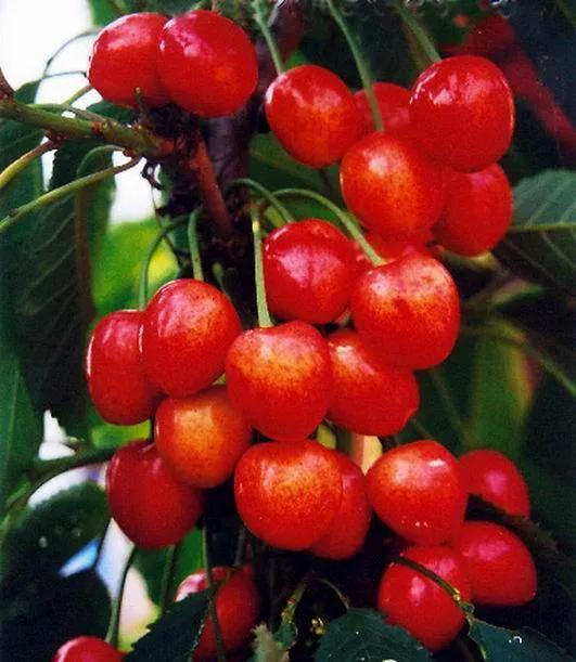 六种常见水果,中国常见水果品种图片及名称