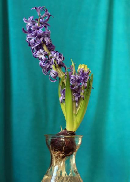 风信子开花后怎么补救,风信子花开了根烂了怎么补救