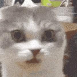 猫咪喜欢铲屎官是怎么回事,猫咪铲屎官要知道的知识