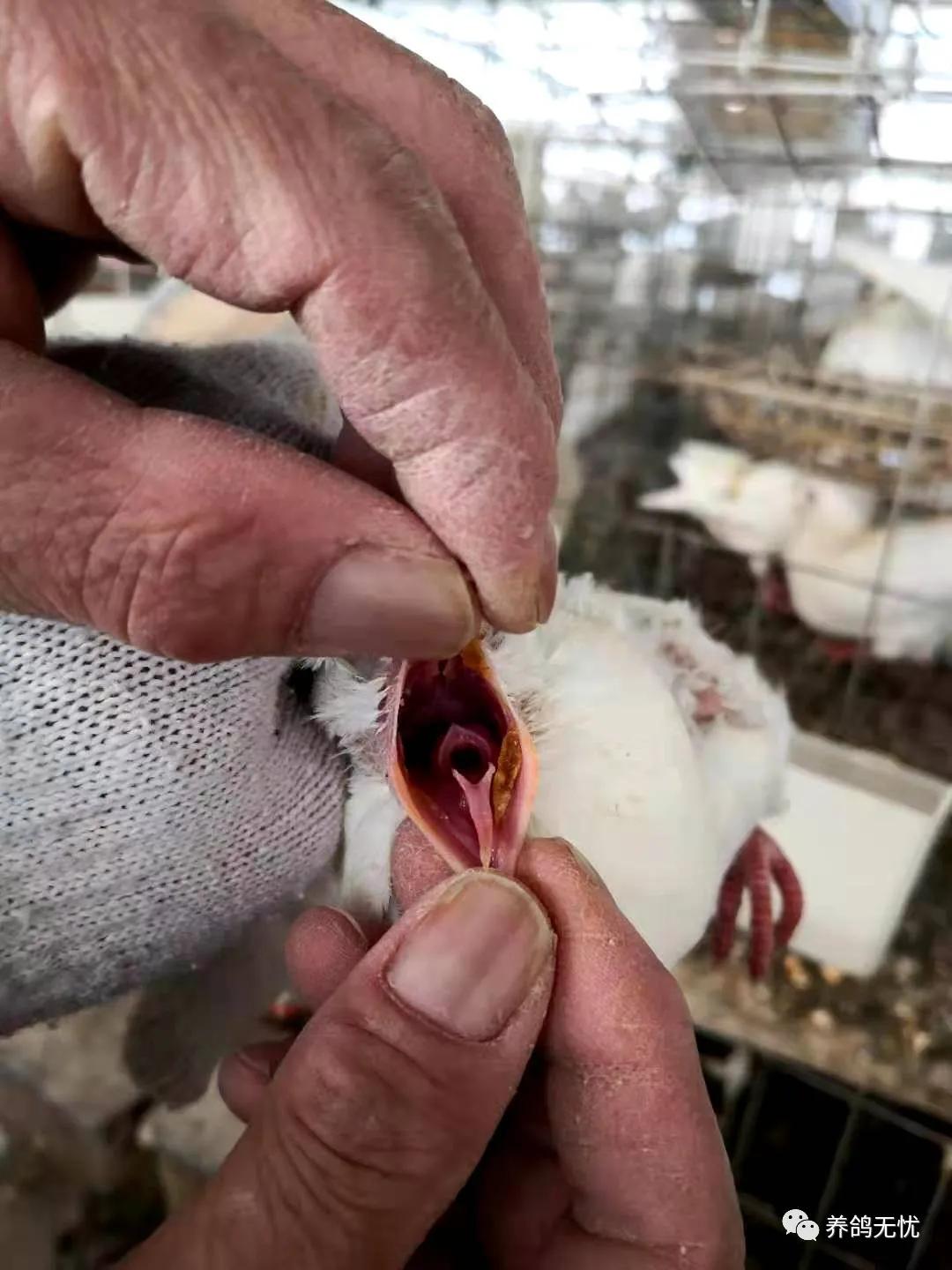 幼鸽什么时候清理沙门氏菌,幼鸽下窝毛滴虫影响比赛吗