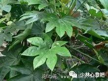 中药药材大全及功效,补肾中药大全及功效