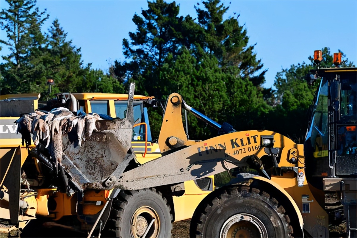 丹麦扑杀水貂对养貂界有何影响,丹麦为什么杀水貂