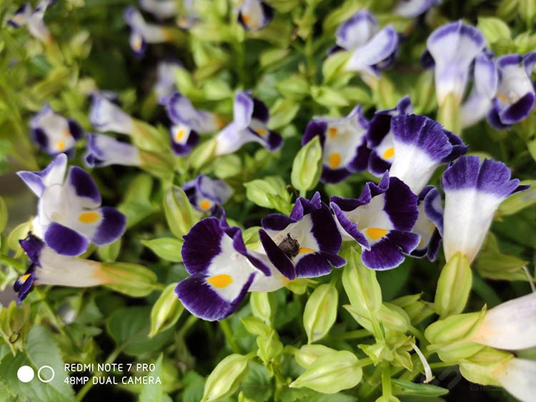 红米note7pro8g256g售价,千元手机红米note7评测