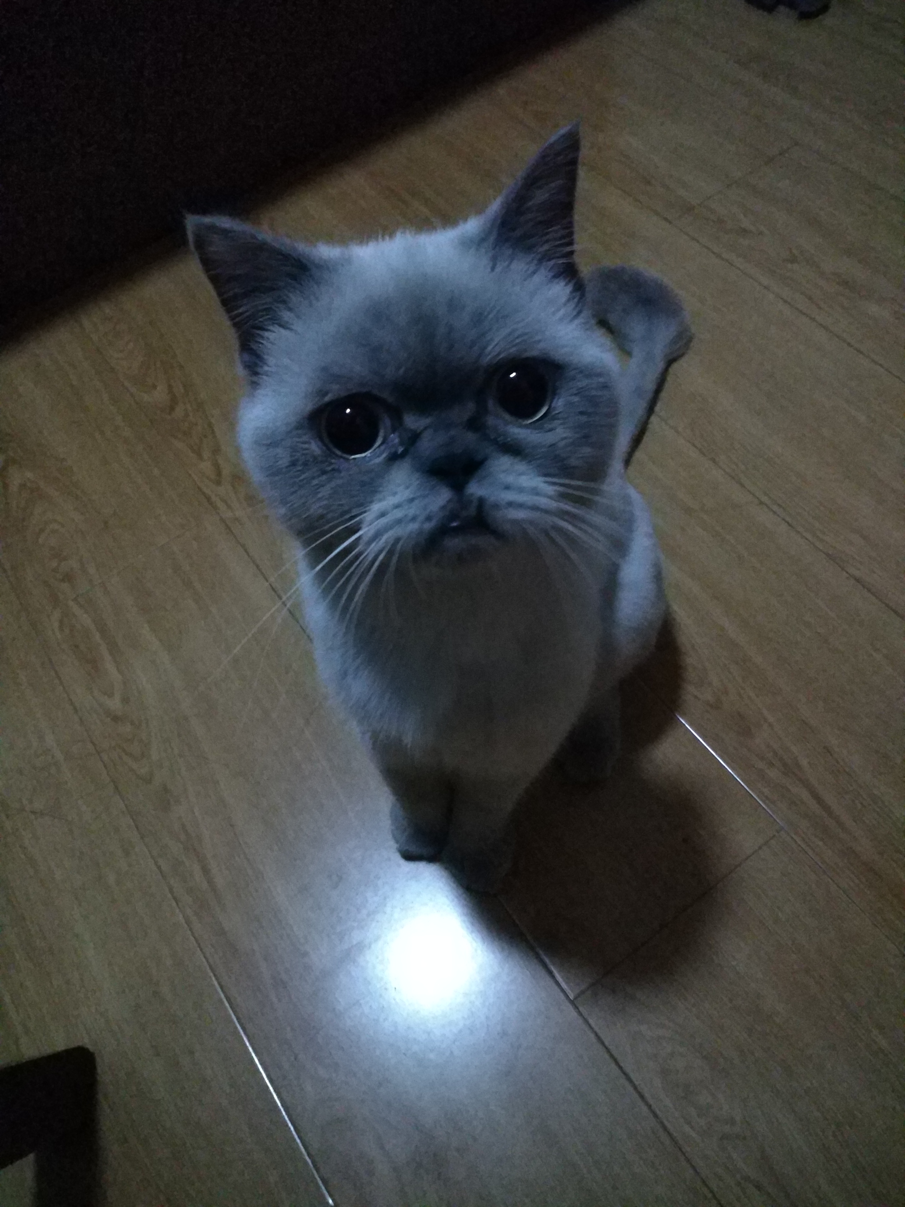 一只困到睁不开眼的喵星人,喵星人一天的真实生活