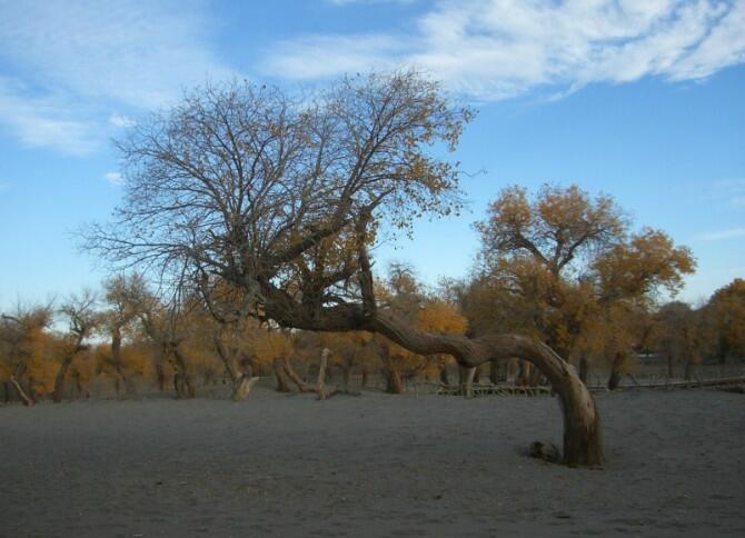成都到额济纳旗五日游,南京到额济纳旗旅游攻略