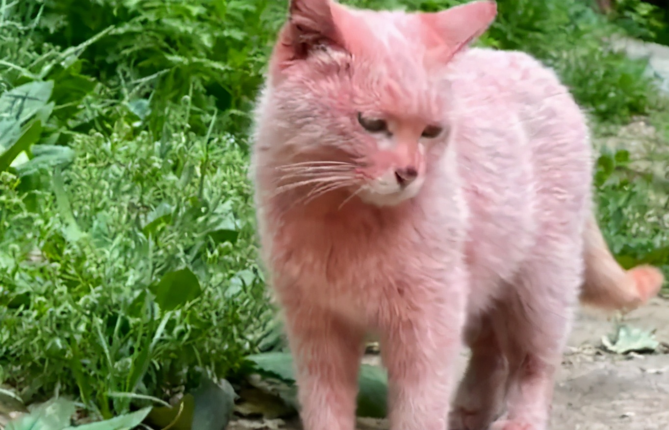 全球罕见足球猫冲上热搜，网友：指定染色！结果......哈哈哈哈